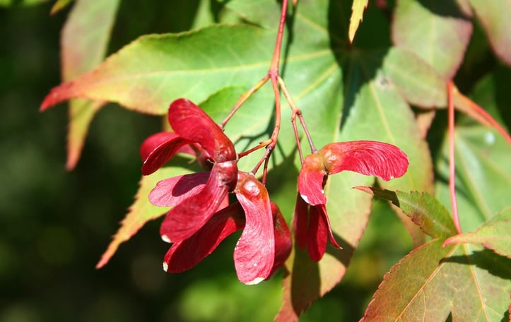 Japanese Maple