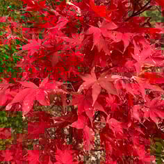 Japanese Maple 2