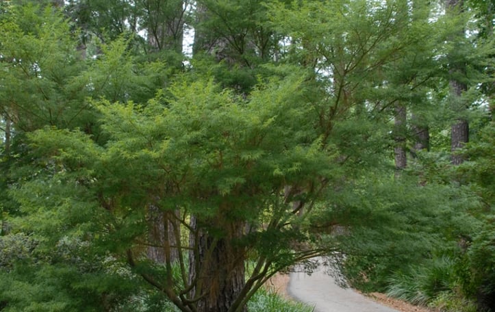 Lace-leaf Japanese Maple