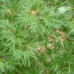Lace-leaf Japanese Maple 2