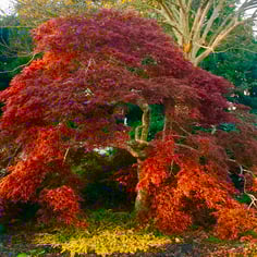 Japanese Laceleaf Maple 2