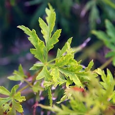 Japanese Laceleaf Maple 4