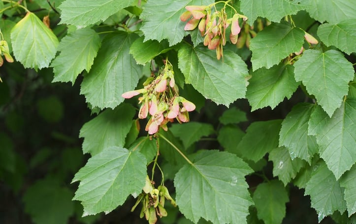 Amur Maple