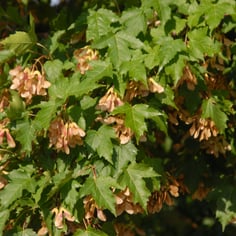 Amur Maple 3