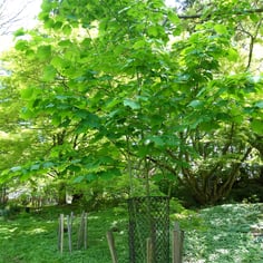 Manchurian Stripedbark Maple 3