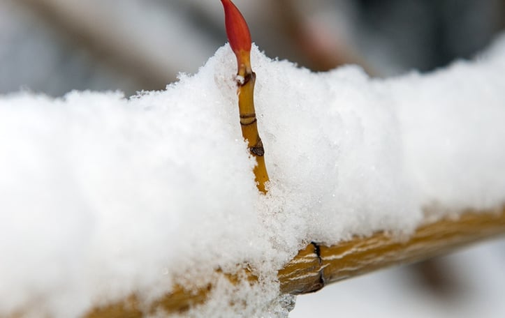 Manchurian Stripedbark Maple