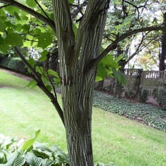 Manchurian Stripedbark Maple 4
