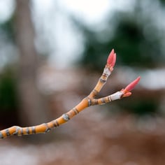 Manchurian Stripedbark Maple 2