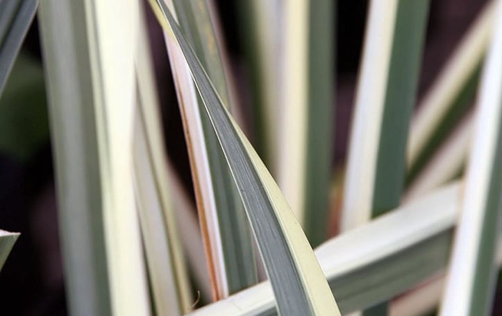 Variegated Slender Sweet Flag