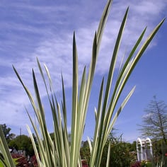 Variegated Slender Sweet Flag 4