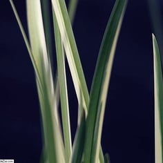 Variegated Slender Sweet Flag 2