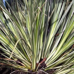 Variegated Slender Sweet Flag 3