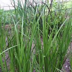 Eurasian Sweet Flag 2