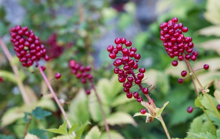 Baneberry