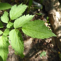 Baneberry 2