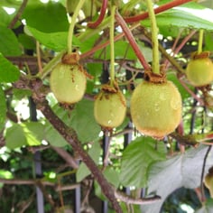 Chinese Gooseberry 2