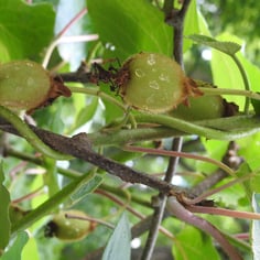 Chinese Gooseberry 3