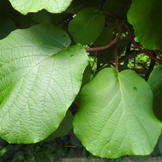 Chinese Gooseberry 4