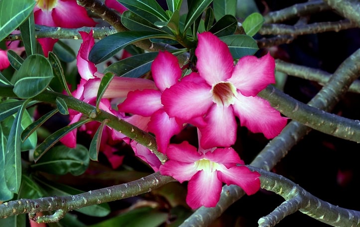 Desert Rose