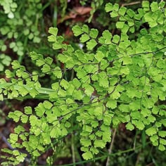 Bush Maidenhair Fern 2