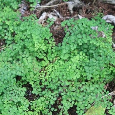 Bush Maidenhair Fern 3