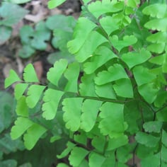 Common Maidenhair 3