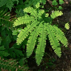 Common Maidenhair 4