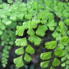 Delta Maidenhair 2