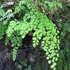 Delta Maidenhair 3