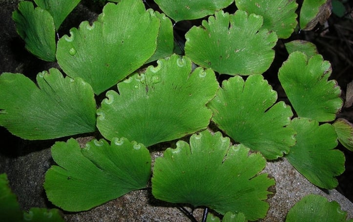 Delta Maidenhair