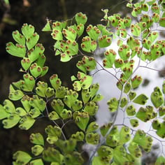 Delta Maidenhair 4