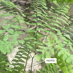 Adiantum 3