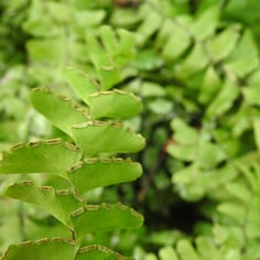 Adiantum 2