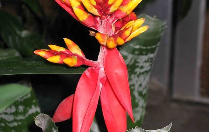 Amazonian Zebra Plant