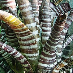 Amazonian Zebra Plant 3