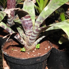 Amazonian Zebra Plant 4