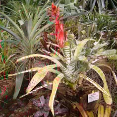 Amazonian Zebra Plant 2