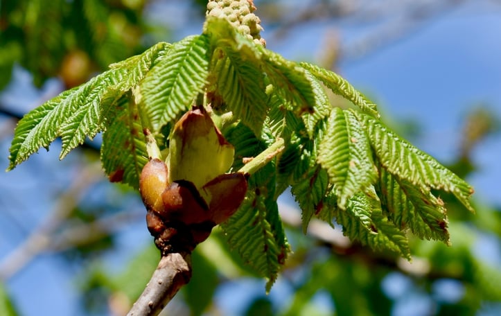 Common Horsechestnut
