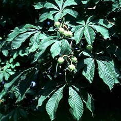 Common Horsechestnut 3