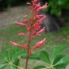 Firecracker Plant 4