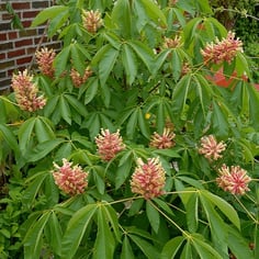 Dwarf Buckeye 2