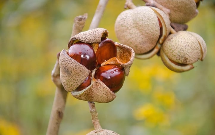 Dwarf Buckeye