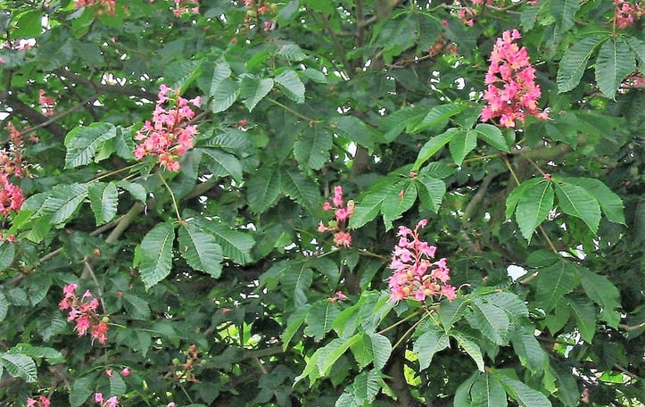 Red Horsechestnut