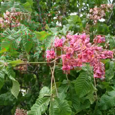 Red Horsechestnut 2