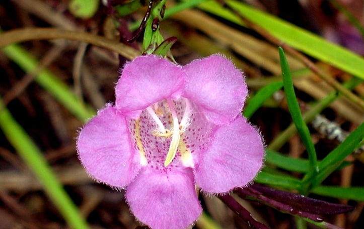 False Foxglove