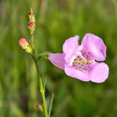 False Foxglove 2