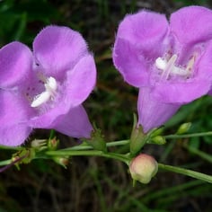 False Foxglove 3