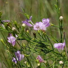 False Foxglove 4