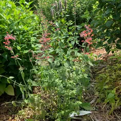 'Acapulco Orange' Giant Hyssop 3