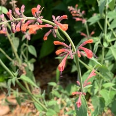 'Acapulco Orange' Giant Hyssop 2